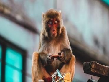 Travel photo from Nepal